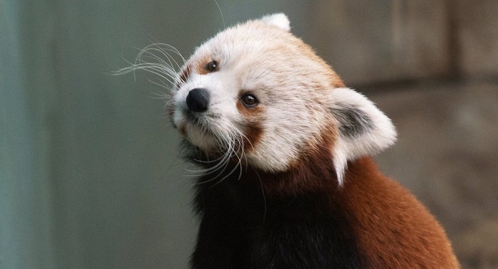 Red Panda dies at Pennsylvania Zoo a year after brother’s death  